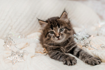 little brown fluffy kitten plays with a New Year's garland, Christmas theme