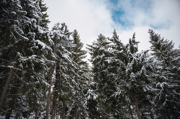 Winter forest with snow-covered trees. Snowy landscape with pine forest