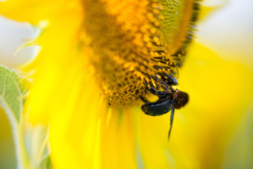 Sunflower and bumble bee on natural background. Sunflower blooming in garden