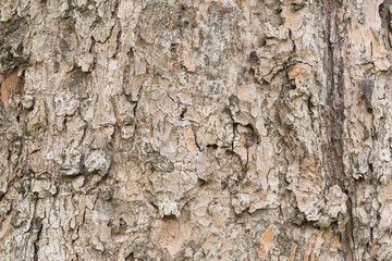 Old tree bark very detailed texture background
