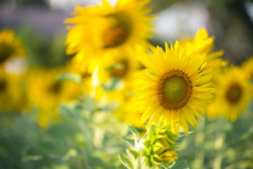 Sunflower on natural background. Sunflower blooming in garden