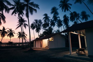 Bungalows under coconut palm trees