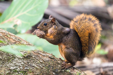 Red squirrel (Sciurus granatensis) eating a nut under a tree