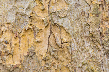 Old tree bark very detailed texture background