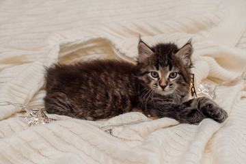 little brown fluffy kitten plays with a New Year's garland, Christmas theme