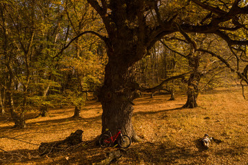 Drone shot with cyclist and a mountain bike resting under very old oak tree in the ancient woods of Transylvania, at sunset, in a magical golden light