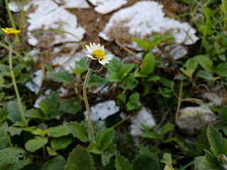 Flor blanca silvestre enfocada