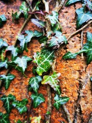 ivy on the wall