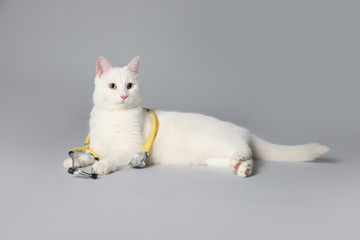 Cute cat with stethoscope as veterinarian on grey background