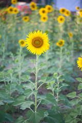 Sunflower on natural background. Sunflower blooming in garden