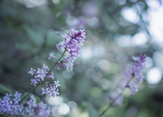Beautiful purple flowers of Lilac, Syringa, blooming, close up with selective focus, slightly blurred romantic background