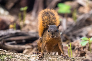 Red squirrel (Sciurus granatensis) eating a nut under a tree