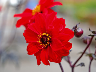 Closeup of a red single Dahlia flower and bud in a garden