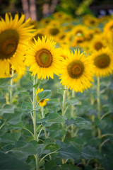 Sunflower on natural background. Sunflower blooming in garden