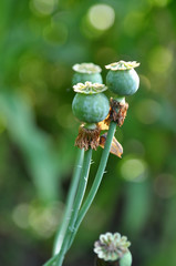 In the garden grows a poppy with green heads