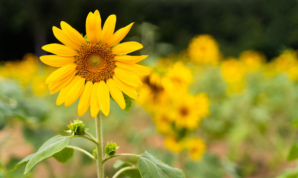 sunflowers in the field with sunflower background Flowering and leaves are turned towards the direction of the sun in agriculture and Nature concept with copy space.