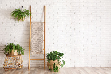 Beautiful green potted plants in stylish room interior. Space for text