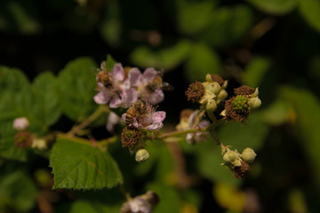Abeja succionando nectar