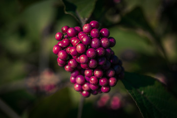 Red berry