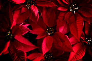 Natural art The red flowers are the Christmas  Festival and Natural flower background.