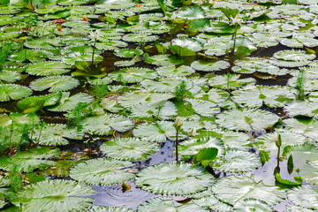 leaves of water lilies on a pond