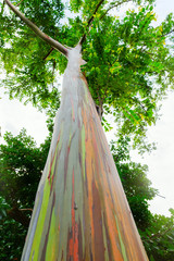 low angle view of an Eucalyptus deglupta tree