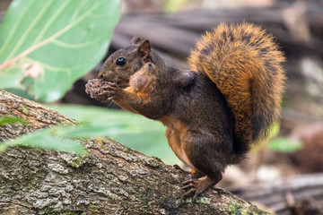 Naklejka na ściany i meble Red squirrel (Sciurus granatensis) eating a nut under a tree