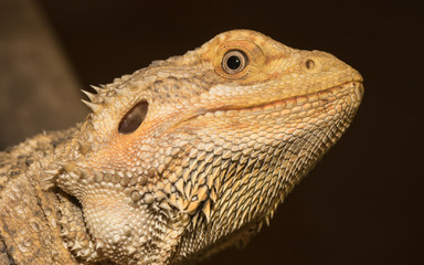 Brown iguana