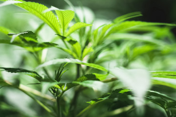 Cannabis leaves and stems are grown hydroponically in garden. Beds of hemp, marijuana in a legal garden.