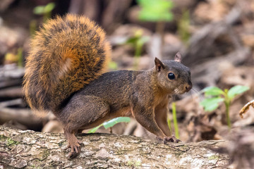 Naklejka na ściany i meble Red squirrel (Sciurus granatensis) eating a nut under a tree
