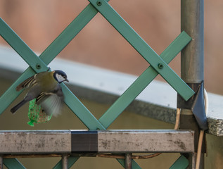 great tit while feeding: birdwatching in city spaces attracting birds with seed balls.