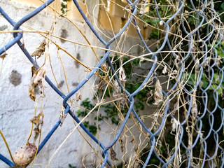 Reja de metal con ramas de planta marchita