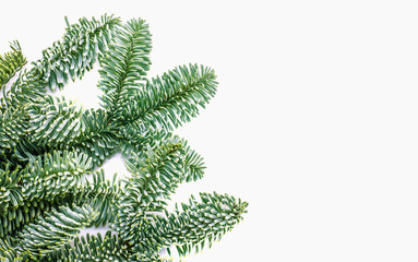 green spruce branches with a copy of the space on a white background