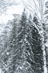 Beautiful winter in pine forest. Winter lanscape.