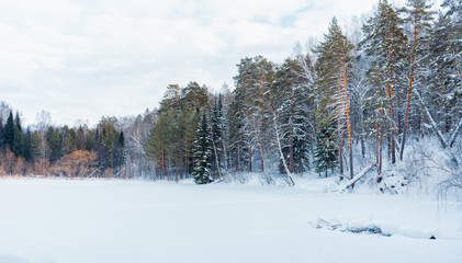 Beautiful winter in pine forest. Winter lanscape.