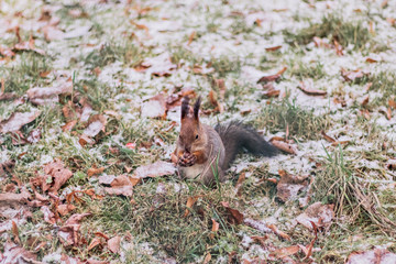 Squirrel with a nut in its paws in the park.