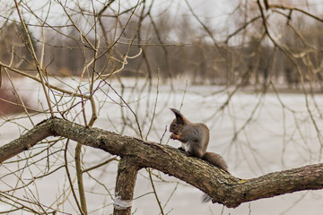 Squirrel with a nut in its paws in the park.