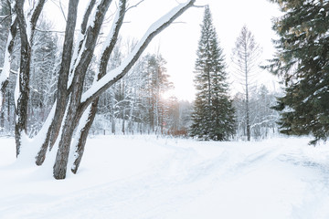 Beautiful winter in pine forest. Winter lanscape.