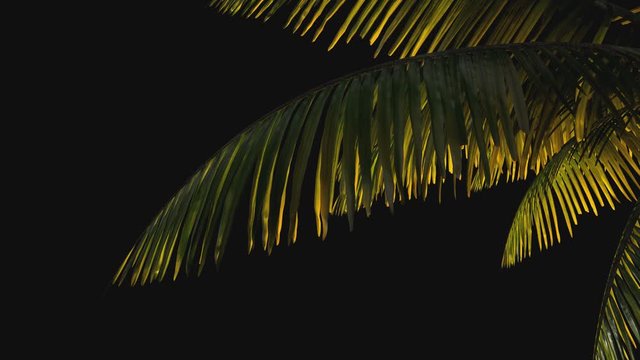3d animation. Palm tree branch on a transparent background in the wind . Keying,  alpha channel PNG