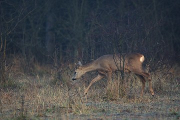 Roe deer early autumn morning in Danubian wetland forest, Slovakia, Europe