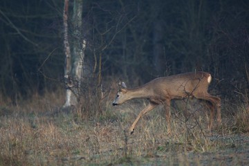 Roe deer early autumn morning in Danubian wetland forest, Slovakia, Europe