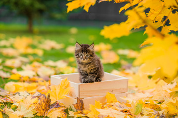 cute brown kitten sitting playing with orange and yellow maple leaves on green grass in autumn