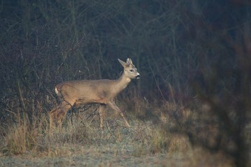 Roe deer early autumn morning in Danubian wetland forest, Slovakia, Europe