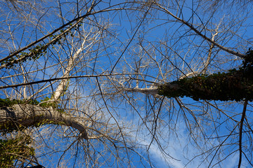 Obraz premium Natural background with silhouettes of trees without leaves in winter with blue sky.