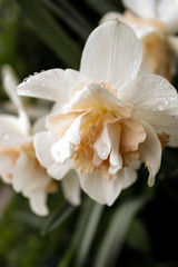Naklejka na ściany i meble white Terry Tulip in the garden with raindrops on the petals close-up