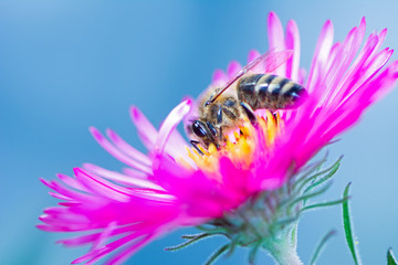 Bee Collecting Nectar on a Aster Flower