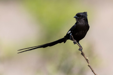 Pie grièche, Urolestes melanoleucus, Corvinelle noir et blanc