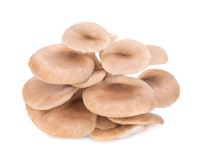 Oyster mushroom isolated on white background