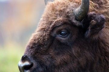 European bison in natural environment, Slovakia, Europe