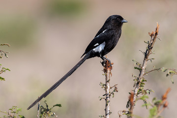Pie grièche, Urolestes melanoleucus, Corvinelle noir et blanc